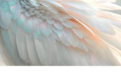On Angel Wings